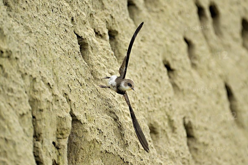 Sand martin (Riparia riparia), taking off from its breeding tube, Reussegg nature reserve, Canton Aargau, Switzerland