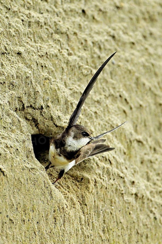 Sand martin (Riparia riparia), taking off from its breeding tube, Reussegg nature reserve, Canton Aargau, Switzerland