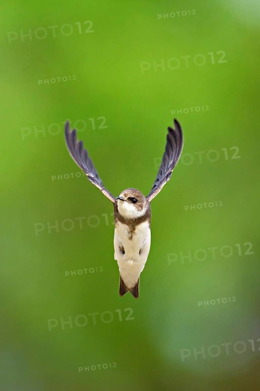 Sand martin (Riparia riparia), in flight, Reussegg nature reserve, Canton Aargau, Switzerland