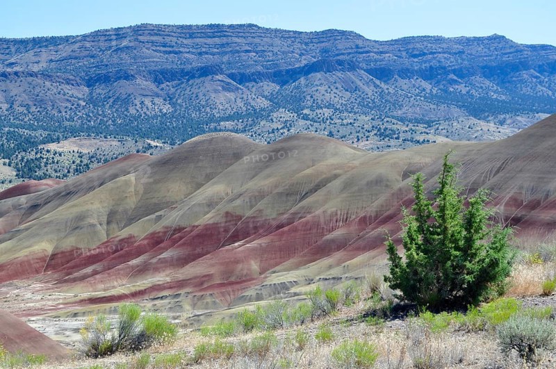 Landscape with colorful hills and green trees in the foreground, John Day Fossil Beds National Monument, Painted Hills Unit, Oregon, USA