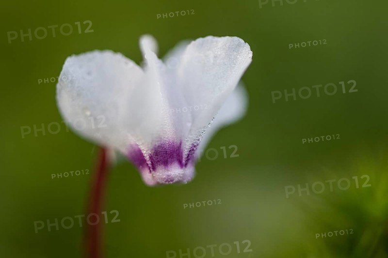 Early spring cyclamen (Cyclamen coum), Emsland, Lower Saxony, Germany