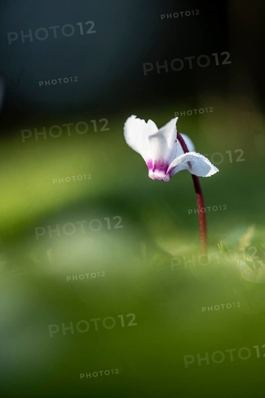 Early spring cyclamen (Cyclamen coum), Emsland, Lower Saxony, Germany