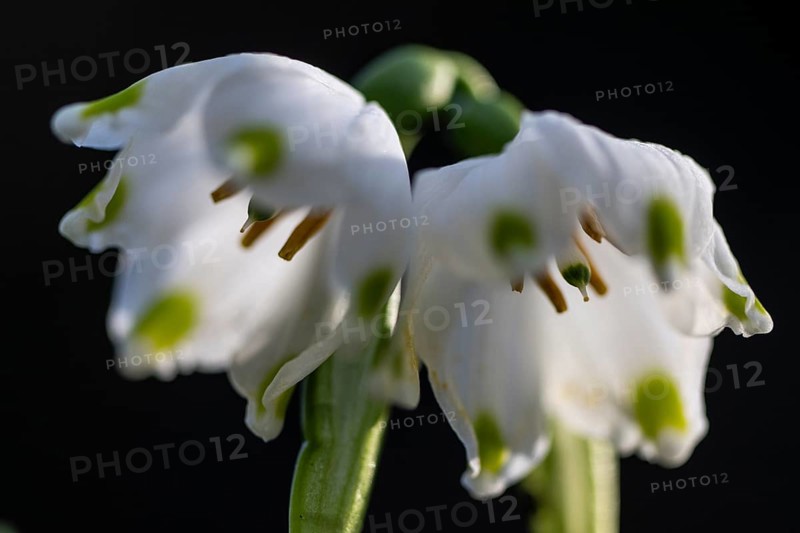 Spring snowflake (Leucojum vernum), Emsland, Lower Saxony, Germany
