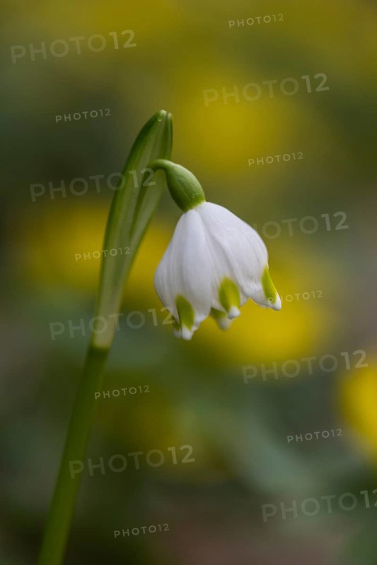 Spring snowflake (Leucojum vernum), Emsland, Lower Saxony, Germany