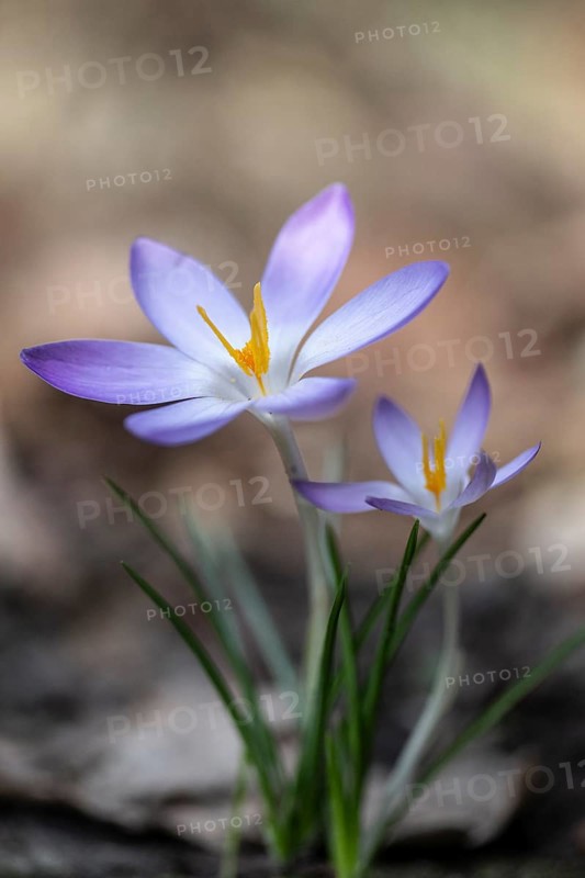 Elf crocus (Crocus tommasinianus), Emsland, Lower Saxony, Germany