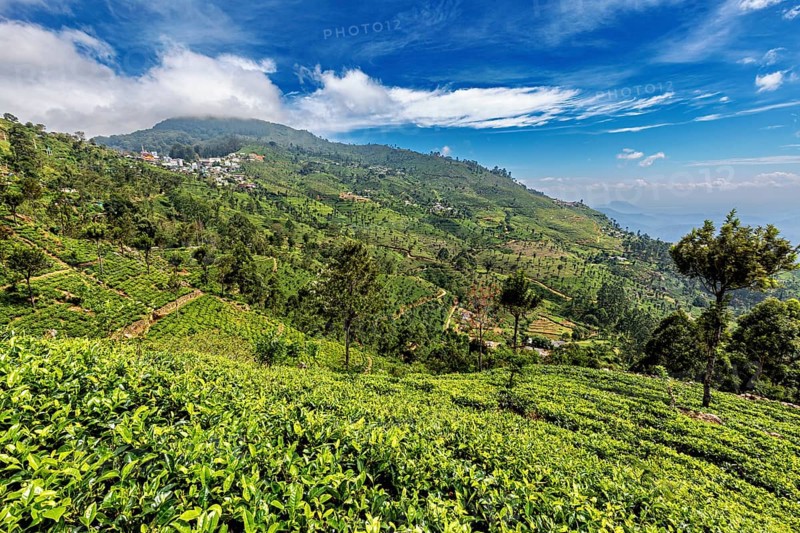 Green tea fields and wooded hills under blue sky with clouds, tea plantations on the slopes of Horton Plans in Sri Lanka