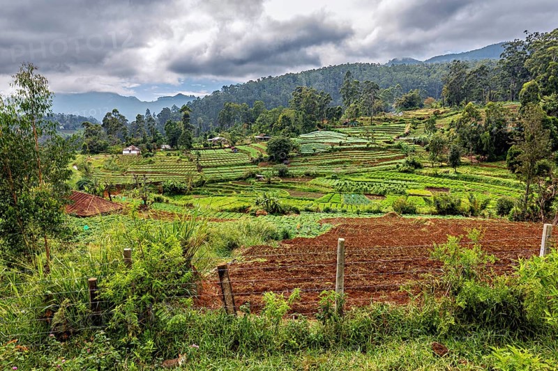 Landscape with green rice paddies and wooded hills under a cloudy sky, fields and agriculture on the slopes of Horton Plans in Sri Lanka