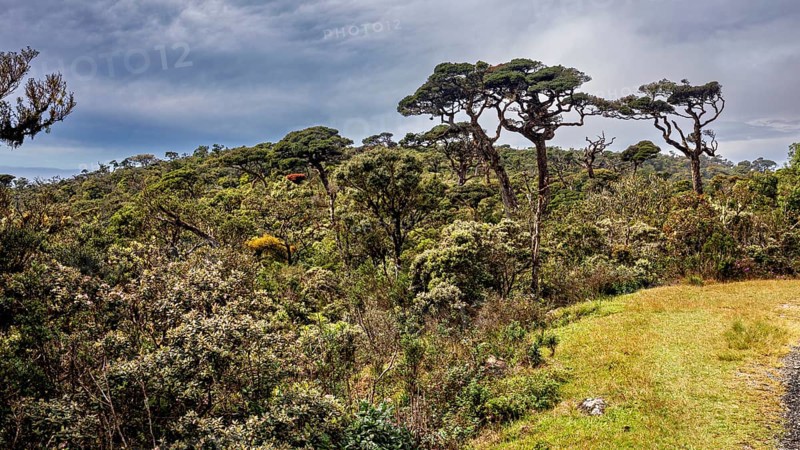 Sublime trees rise above thick vegetation under a cloudy sky, The forests of Horton Planes in Sri Lanka