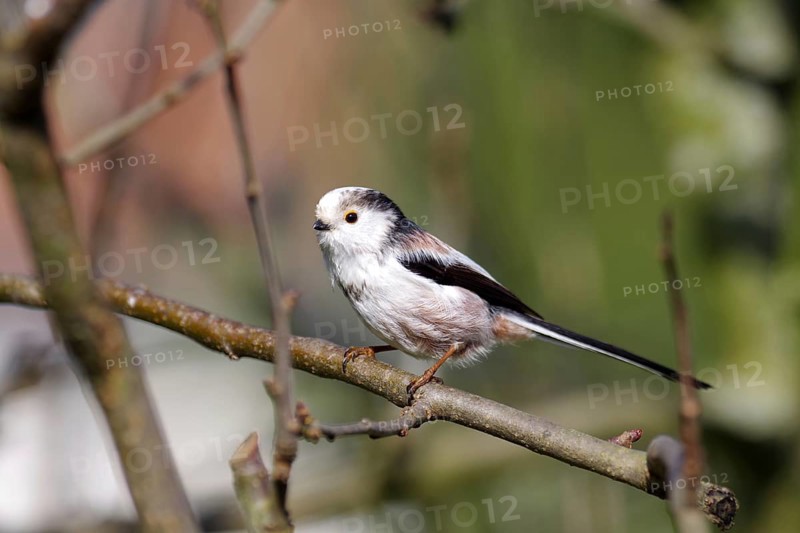 Long-tailed tit (Aegithalos caudatus), plumage, pretty, close-up, The tit is sitting on a branch in a tree