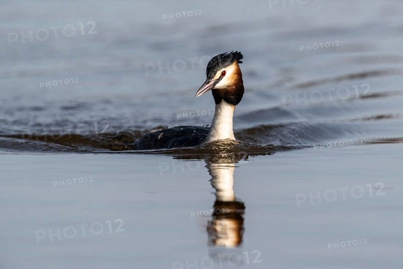 Great Crested Grebe (Podiceps cristatus), Emsland, Lower Saxony, Germany