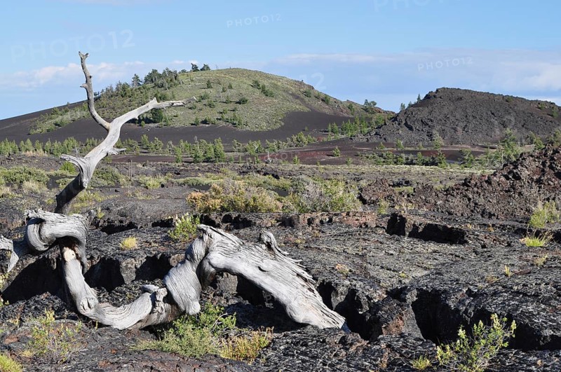 Stunted tree on rocky volcanic landscape with blue sky, Craters of the Moon National Monument, Idaho, USA