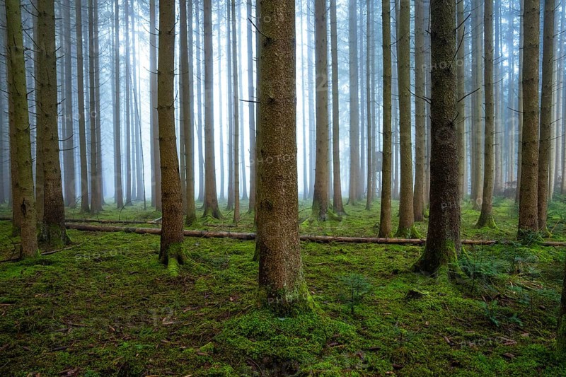Dense forest with foggy background and moss-covered soil, Unterhaugstett, Calw district, Black Forest, Germany