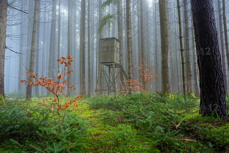 High seat in a foggy forest, surrounded by moss and autumn colors, Unterhaugstett, Calw district, Black Forest, Germany