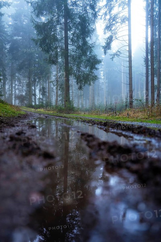 A puddle reflecting trees in a foggy forest, Unterhaugstett, Calw district, Black Forest, Germany