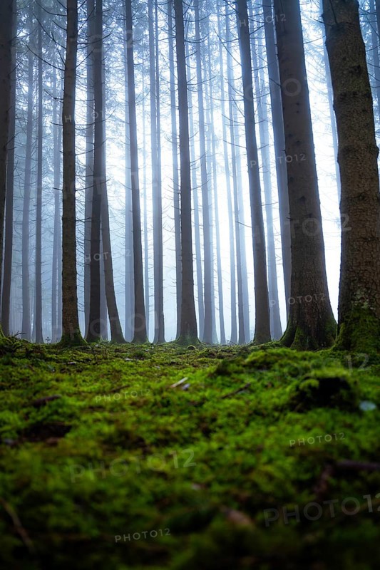 Tall trees in foggy forest with moss-covered ground and quiet atmosphere, Unterhaugstett, Calw district, Black Forest, Germany