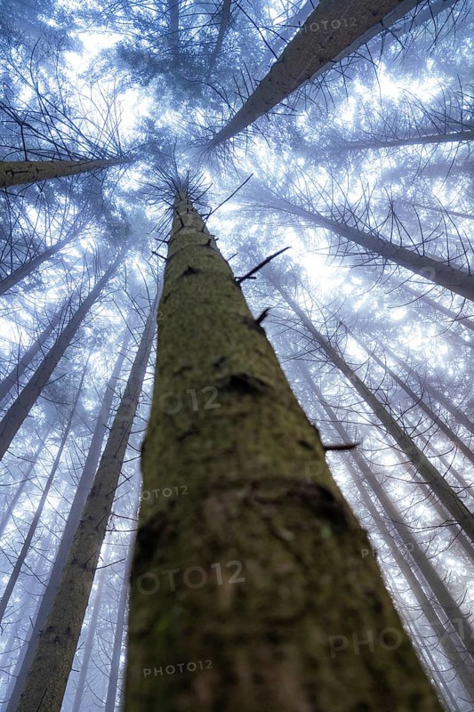 Vertical perspective of tall trees rising into foggy sky, Unterhaugstett, Calw district, Black Forest, Germany