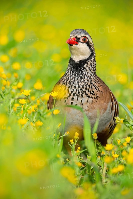 A striking red-legged partridge stands amidst a lush field of vibrant yellow wildflowers, showcasing its distinctive plumage The blurred background enhances the bird's vivid details