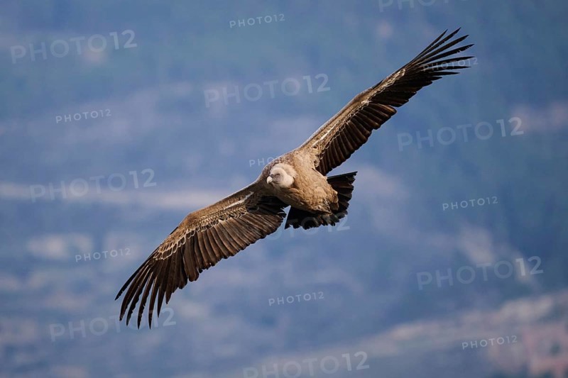 A close-up of a griffon vulture soaring effortlessly over scenic valleys, its detailed plumage and strong wings beautifully showcased in Alicante, Spain