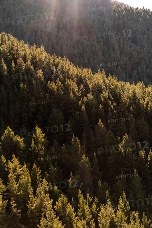 A dense and serene pine forest illuminated by the golden hour sunlight cascading through the trees, creating a tranquil rural landscape