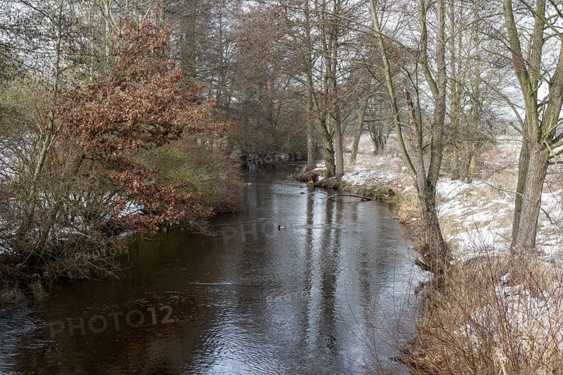 Alders (Alnus glutinosa) on the bank of a tributary of the Wümme, Fischerhuder Wümmeniederung, Lower Saxony, Germany
