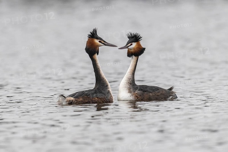 Great Crested Grebe (Podiceps Scalloped ribbonfish), courtship display, Emsland, Lower Saxony, Germany