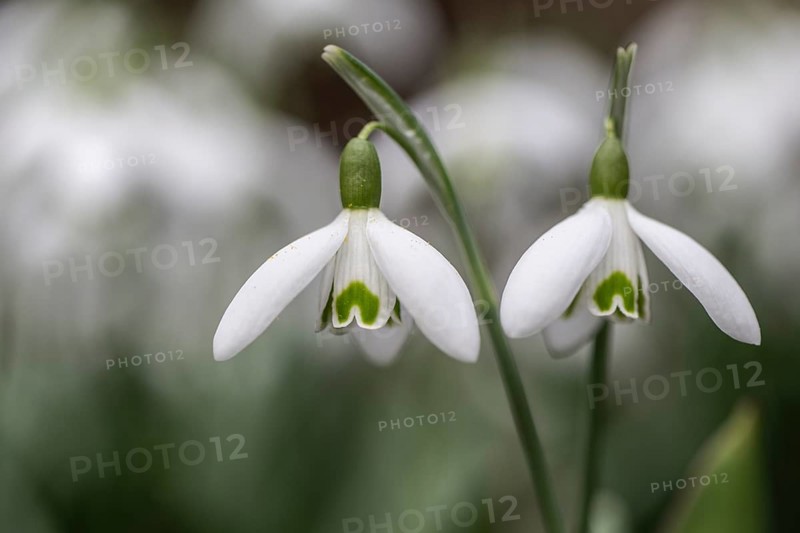 Snowdrop (Galanthus nivalis), Emsland, Lower Saxony, Germany