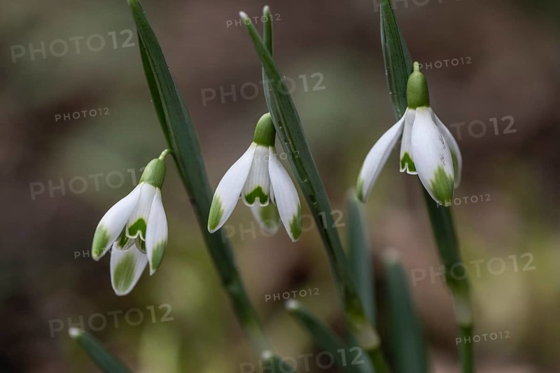 Snowdrop (Galanthus nivalis Viridipicis), Emsland, Lower Saxony, Germany