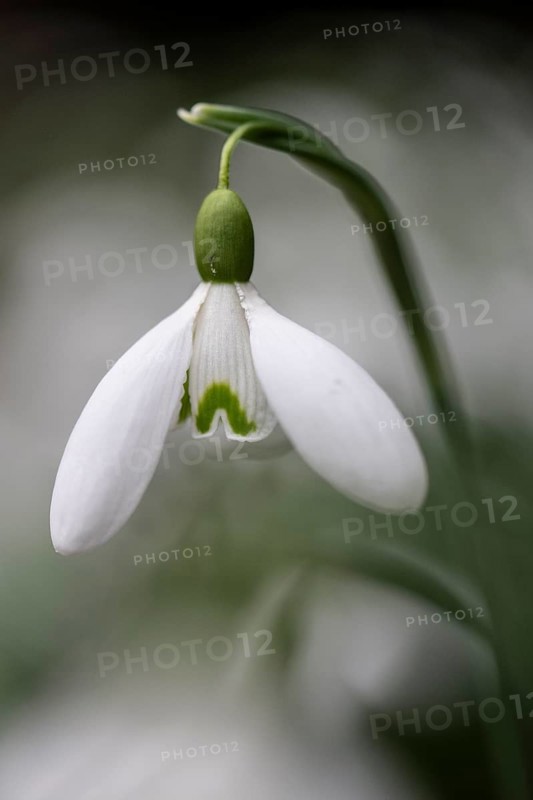 Snowdrop (Galanthus nivalis), Emsland, Lower Saxony, Germany