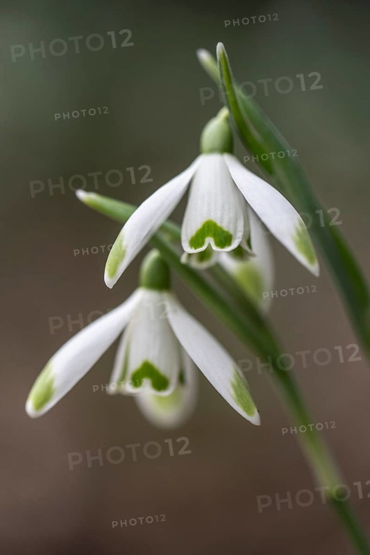 Snowdrop (Galanthus nivalis Viridipicis), Emsland, Lower Saxony, Germany