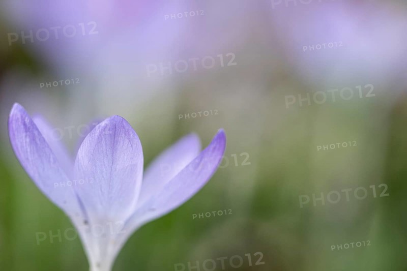 Elfin crocus (Crocus tommasinianus), Emsland, Lower Saxony, Germany