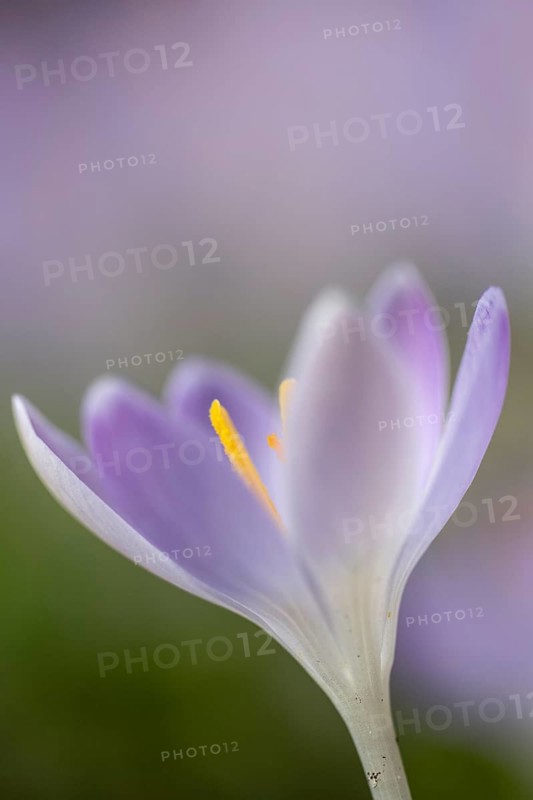 Elfin crocus (Crocus tommasinianus), Emsland, Lower Saxony, Germany