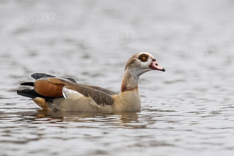 Egyptian goose (Alopochen aegyptiacus), swimming, Emsland, Lower Saxony, Germany