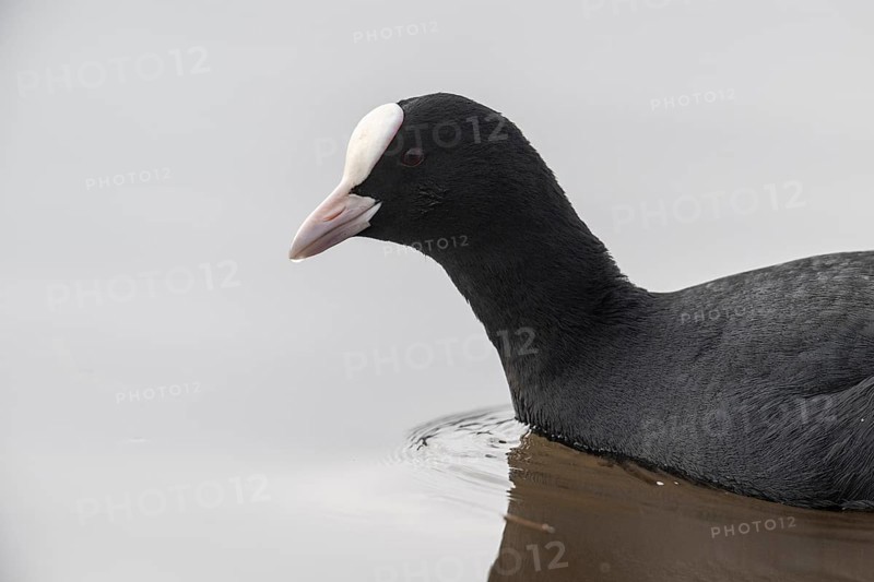 Eurasian Coot (Fulica atra), Emsland, Lower Saxony, Germany