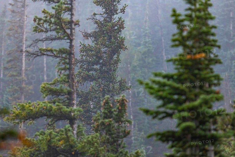 Misty evergreens stand tall amidst fog in a tranquil Colorado forest, capturing the serene essence of Rocky Mountain nature