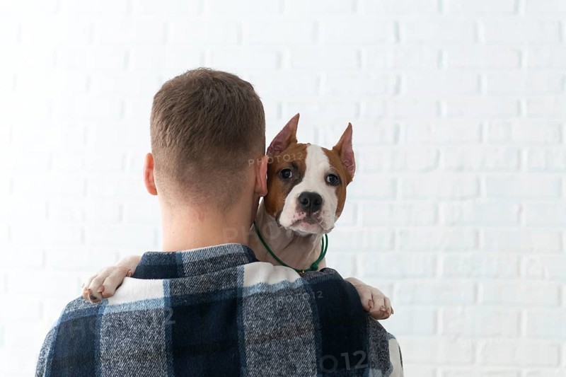 Back view of unrecognizable man in a checked shirt holds a brown and white Staffordshire Terrier puppy dog over his shoulder, with a white brick wall background