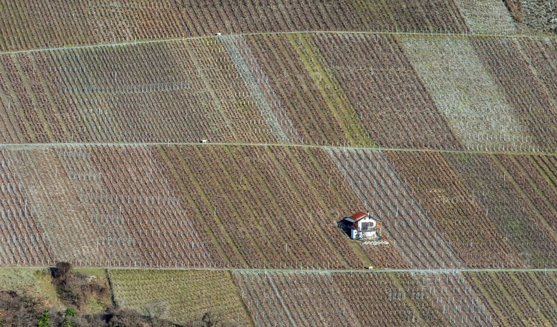 A stunning aerial shot of a Swiss vineyard with neatly arranged rows of grapevines. A small house sits in the center, adding charm to the rural landscape in late autumn