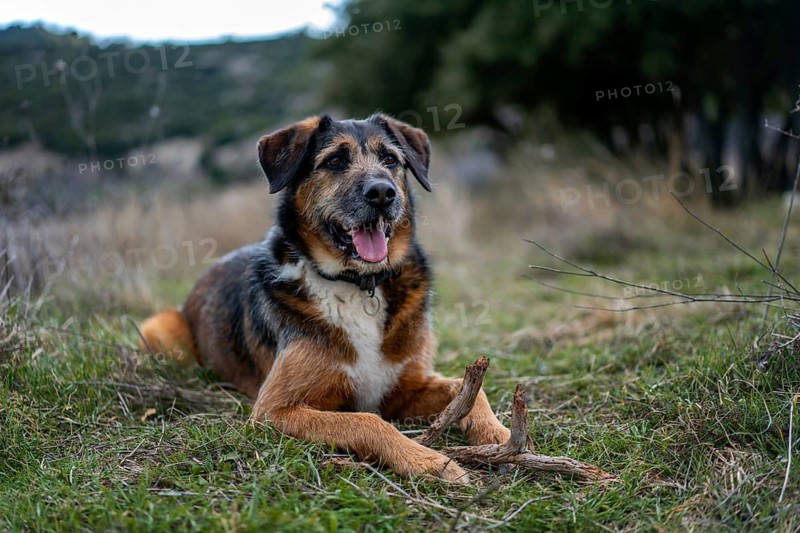 A content dog lies on the lush grass of a serene Greek field, holding a stick. The tranquil setting highlights nature's beauty and the joy of outdoor playtime