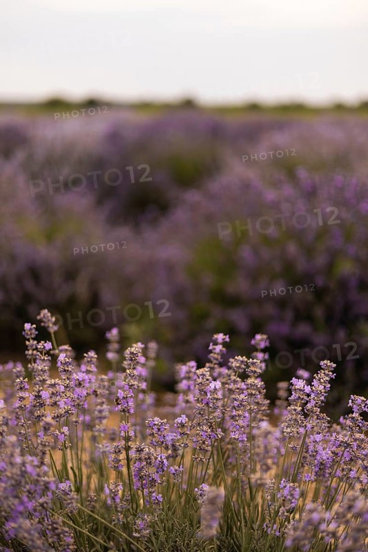 A serene field of blooming lavender stretches endlessly, showcasing vibrant purple hues and delicate blossoms. The tranquil setting evokes a sense of peace and natural beauty