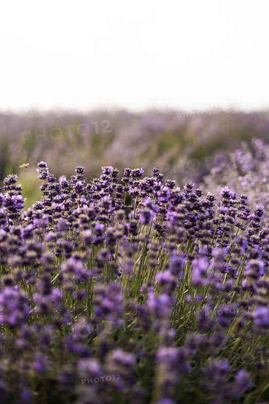 A tranquil lavender field in full bloom with delicate purple flowers stretching to the horizon. A bee hovers nearby, adding life to the serene scene