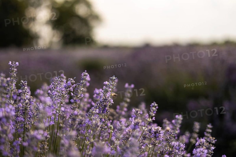 A stunning view of a lavender field in soft evening light. The scene captures the tranquility and beauty of nature, with the lavender in full bloom, swaying gently in the breeze