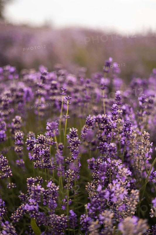 A mesmerizing lavender field displays its vibrant purple blooms, creating a serene and fragrant atmosphere. Perfect for nature and floral themed projects