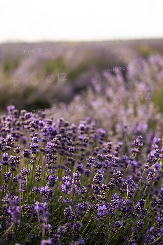 A picturesque lavender field in full bloom, captured under a clear sky at sunset. The purple flowers create a serene and beautiful landscape, perfect for relaxation and inspiration