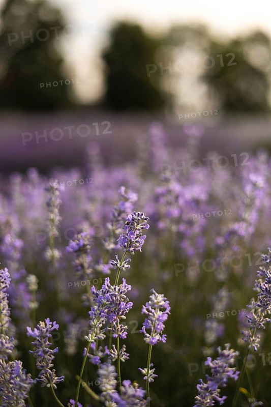 A picturesque lavender field at sunset, capturing the serenity and natural beauty of blooming lavender flowers. The warm light creates a soothing and peaceful ambiance