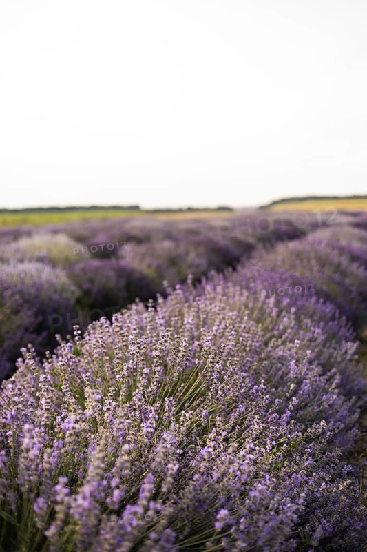 A serene lavender field stretches endlessly under a clear sky, showcasing vibrant purple hues. This peaceful scene captures the essence of nature beauty and tranquility