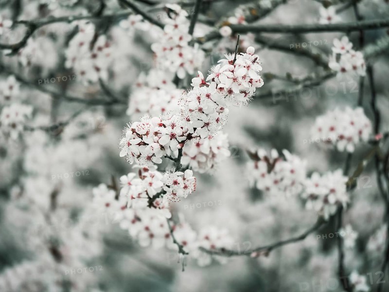 An ethereal display of delicate white blossoms, set against a soft gray backdrop, encapsulating the serene beauty of nature in spring