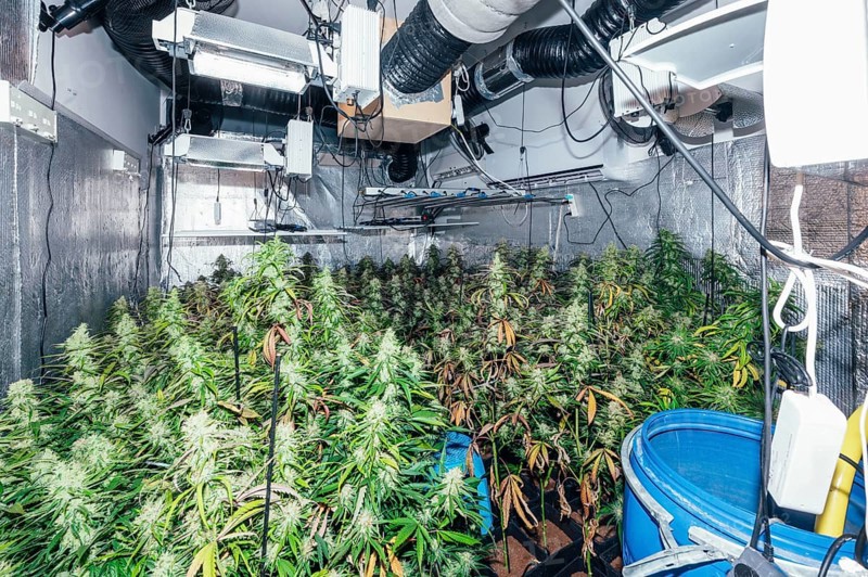 Detailed view of an indoor marijuana farm with fully grown cannabis plants, equipped with high-intensity grow lights, ventilation ducts, and reflective walls to optimize growth