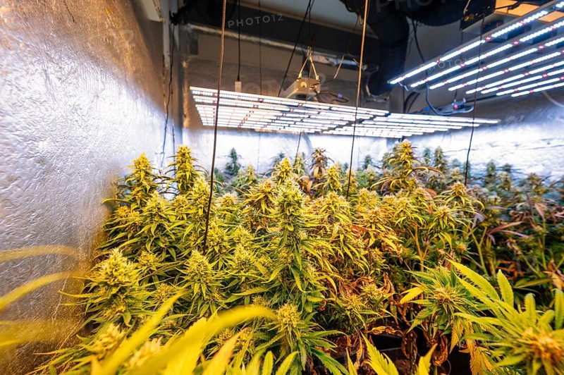Indoor cannabis plantation showcasing dense marijuana plants under high-efficiency LED lights in a controlled environment