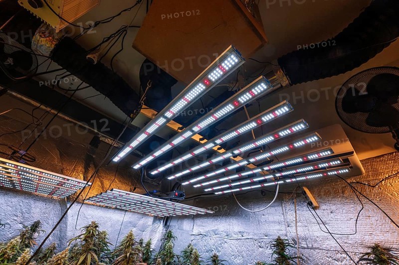 Advanced cannabis cultivation setup featuring high-efficiency LED lights hung above healthy marijuana plants, optimized for growth and yield