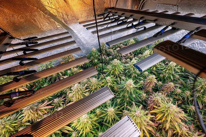 Advanced indoor marijuana plantation showcasing healthy cannabis plants under LED grow lights, surrounded by reflective material to enhance light distribution