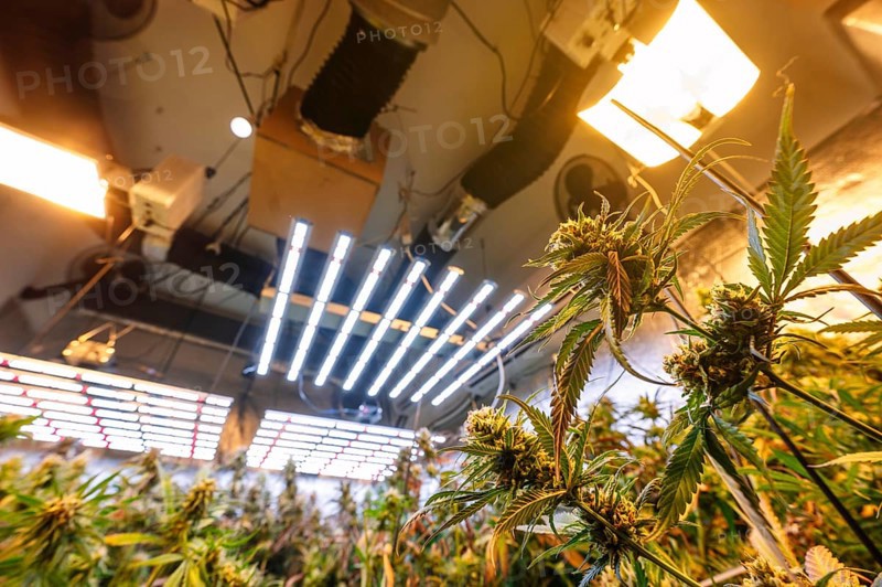 An indoor marijuana plantation illuminated by high-intensity artificial lights, showcasing rows of mature cannabis plants